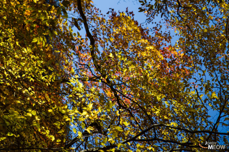 Breathtaking autumn foliage at Nishizawa Valley, Japan.