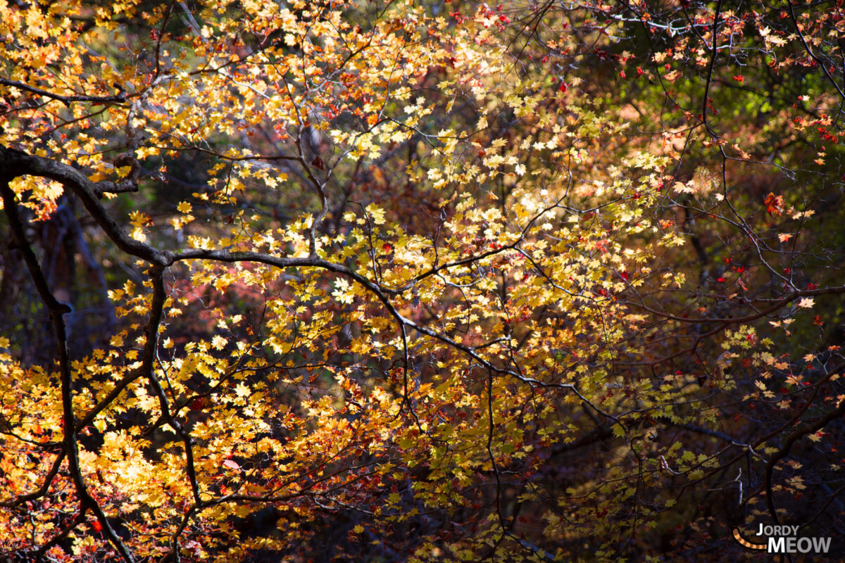 Nishizawa Yellow Leaves