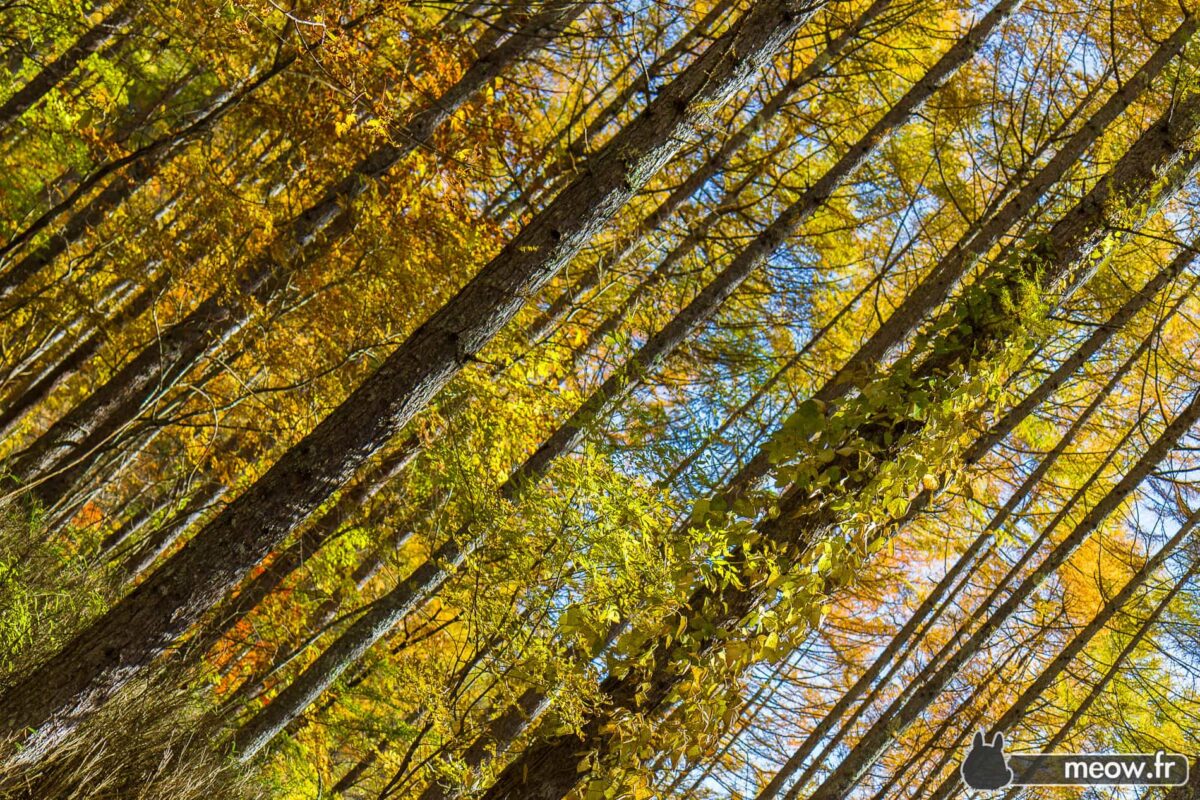 Nishizawa Yellow Trees