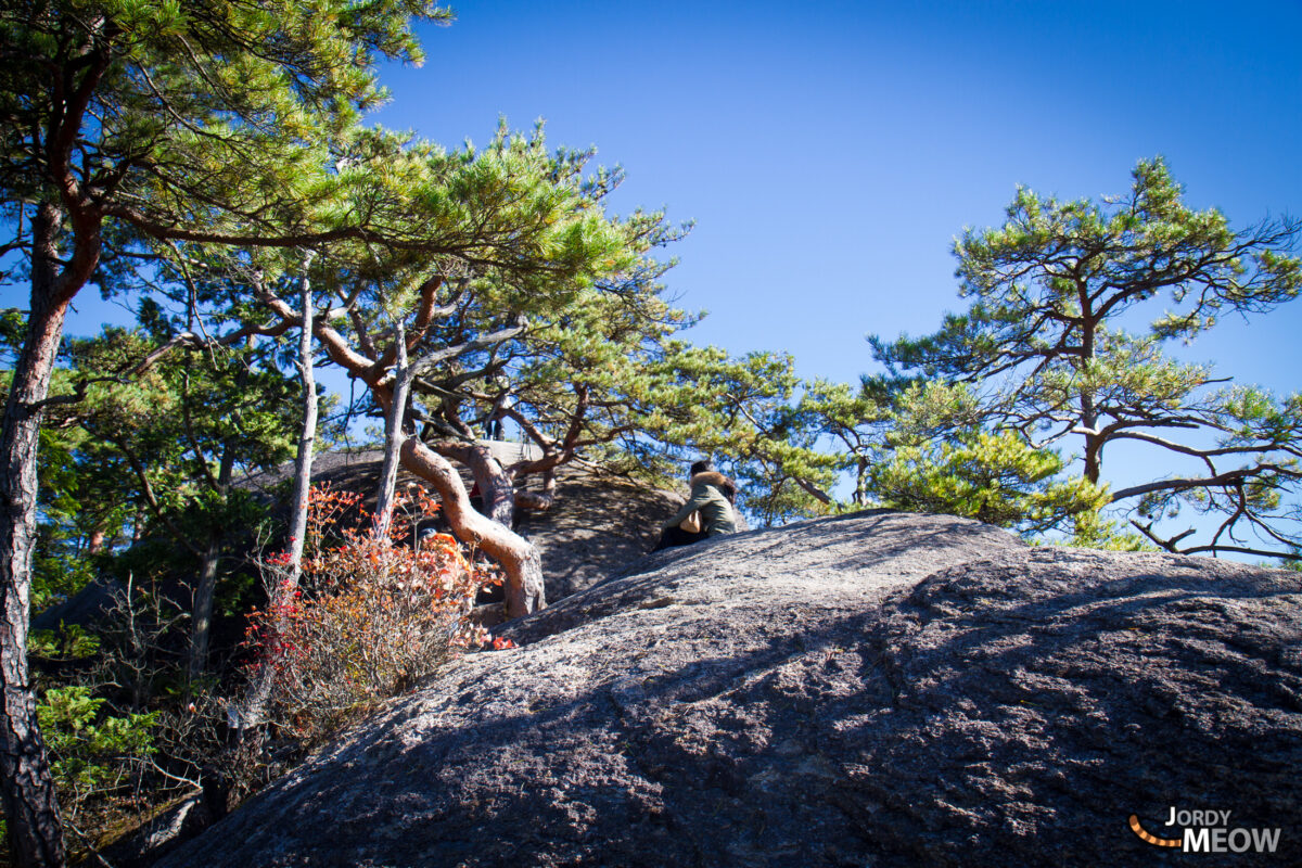 Shosenkyo Mitake Tree