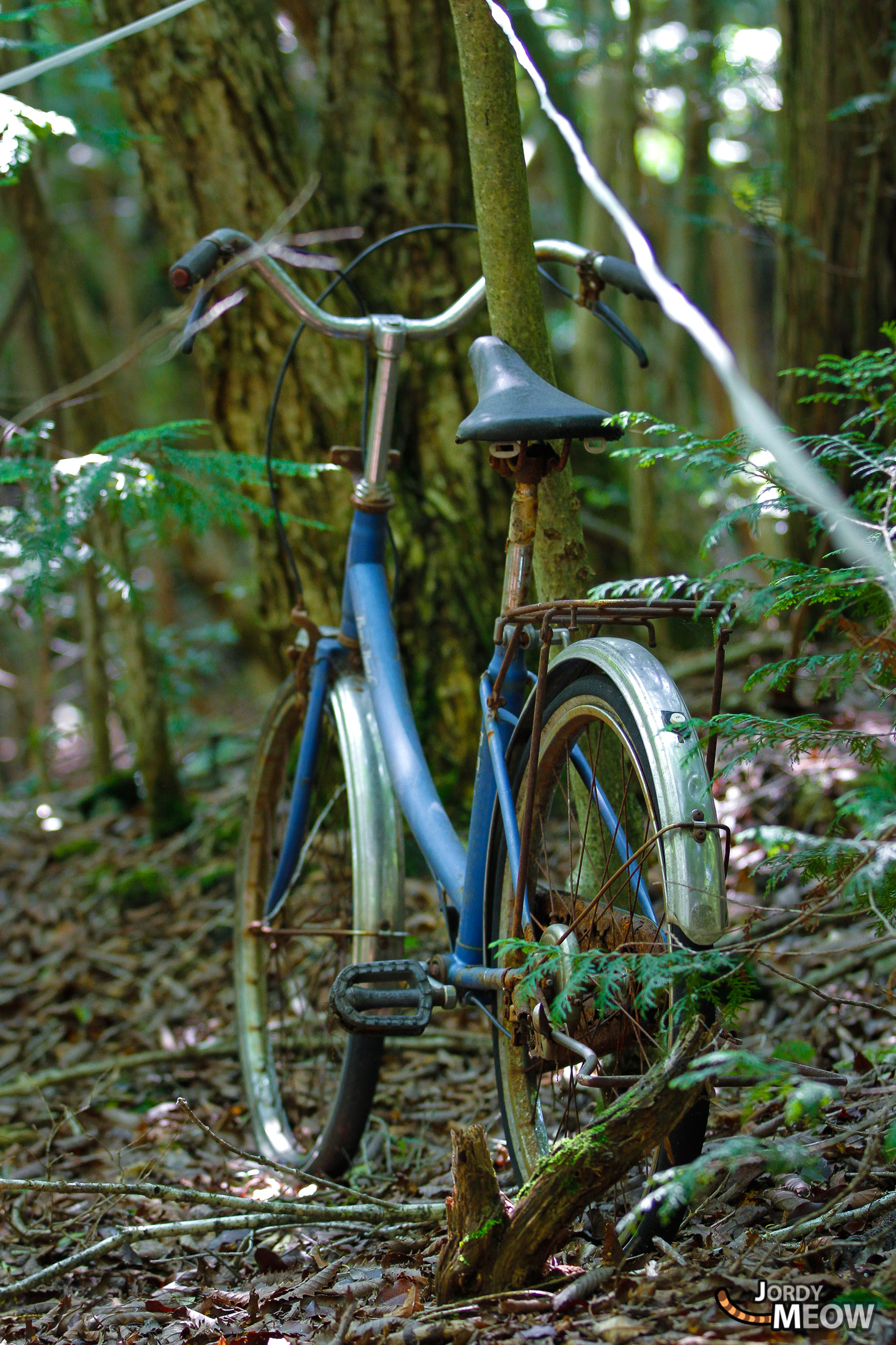 aokigahara, chubu, forest, japan, japanese, natural, nature, yamanashi