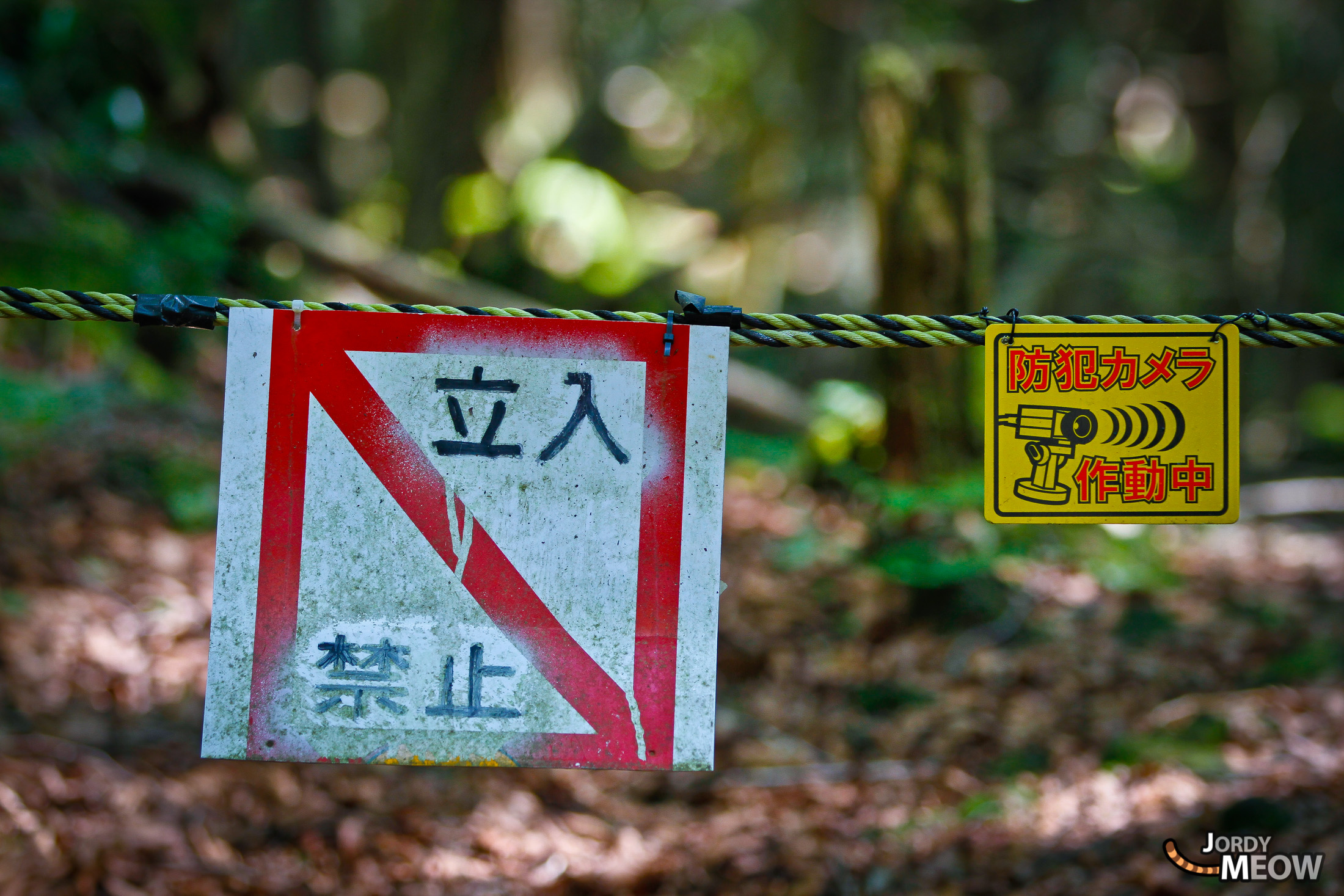 aokigahara, chubu, forest, japan, japanese, natural, nature, yamanashi