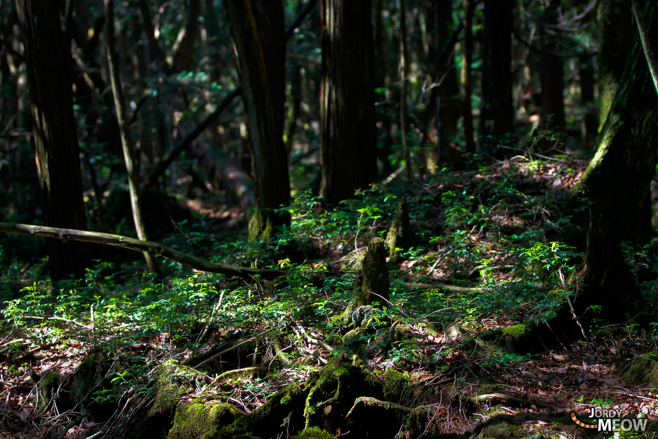 aokigahara, chubu, forest, japan, japanese, natural, nature, yamanashi