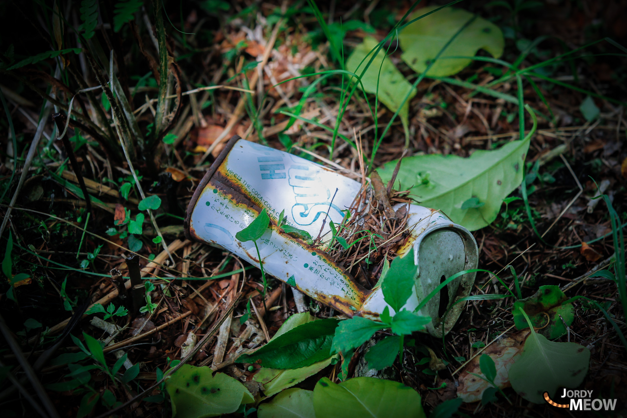 aokigahara, chubu, forest, japan, japanese, natural, nature, yamanashi