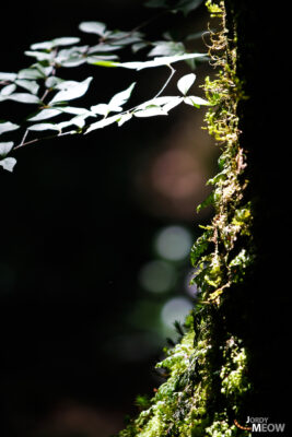 Aokigahara Forest: Serene beauty and haunting silence near Mount Fuji, Japan.