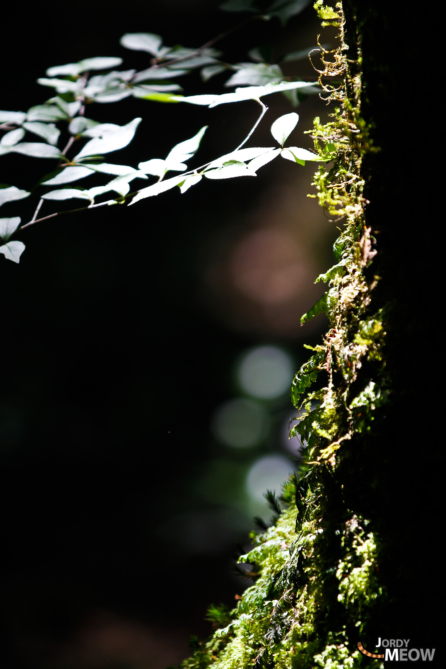 aokigahara, chubu, forest, japan, japanese, natural, nature, yamanashi