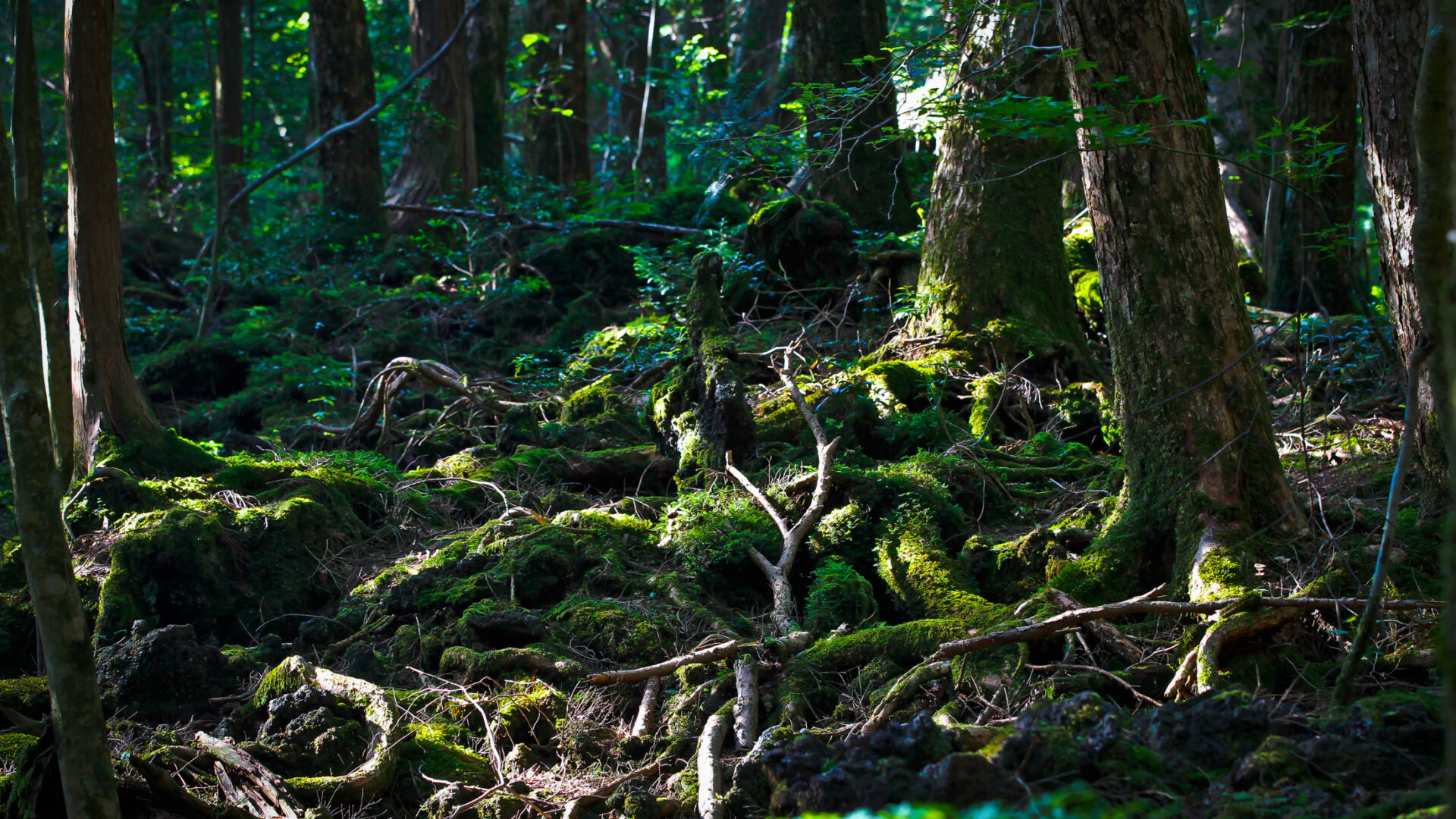 Explore Aokigahara: Haunting Beauty & Silence at Mount Fuji - A Unique Experience.