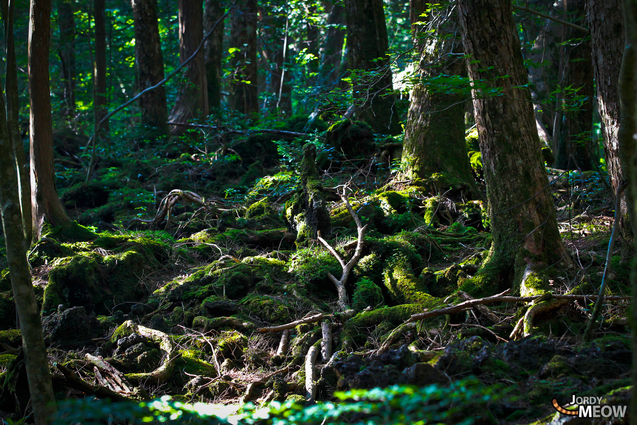 aokigahara, chubu, forest, japan, japanese, natural, nature, yamanashi