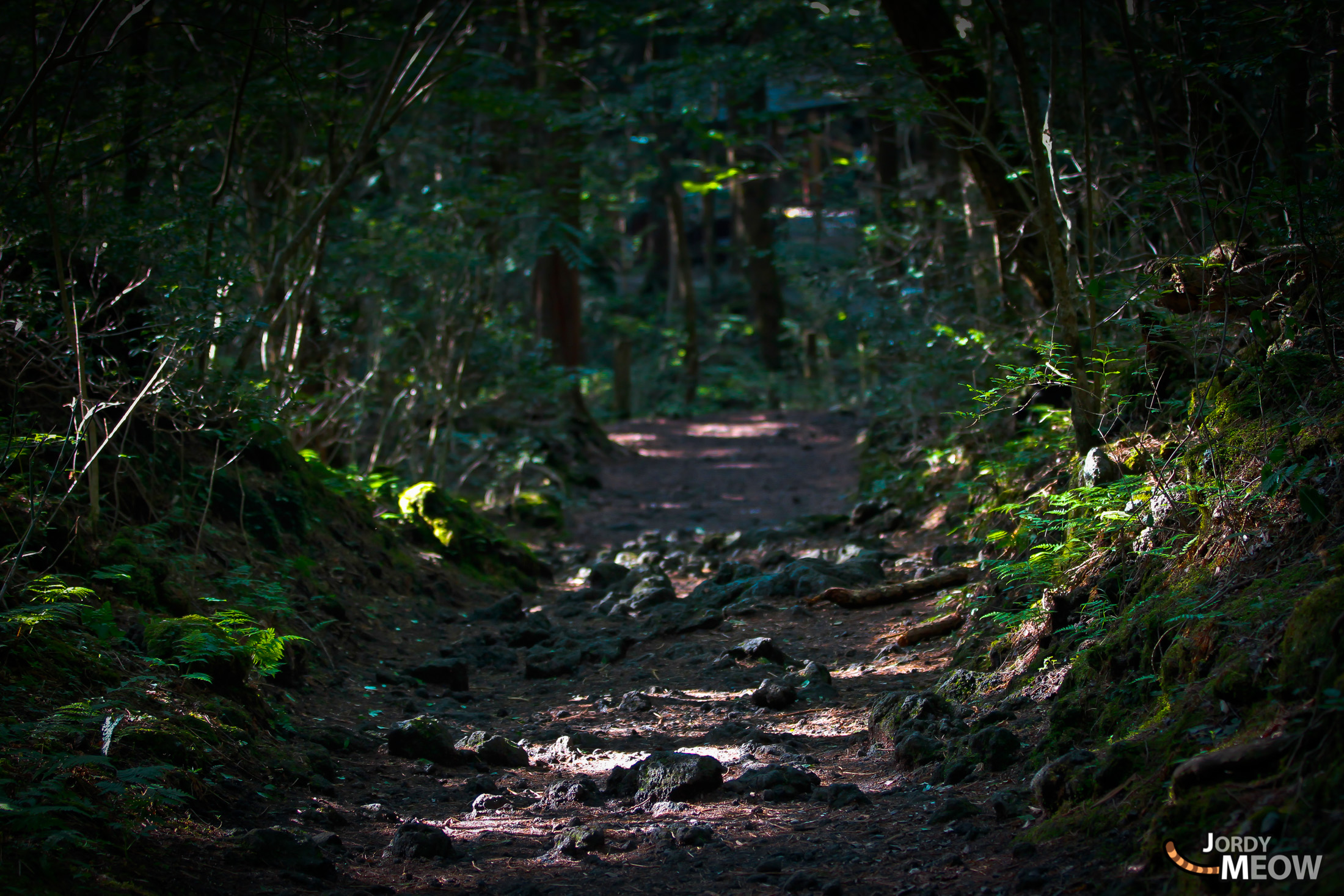 aokigahara, chubu, forest, japan, japanese, natural, nature, yamanashi