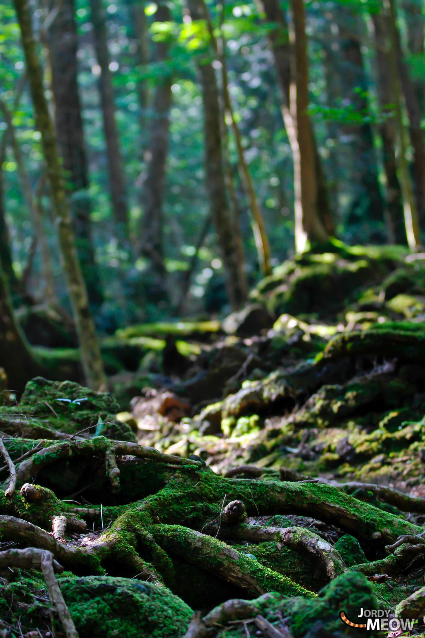 aokigahara, chubu, forest, japan, japanese, natural, nature, yamanashi