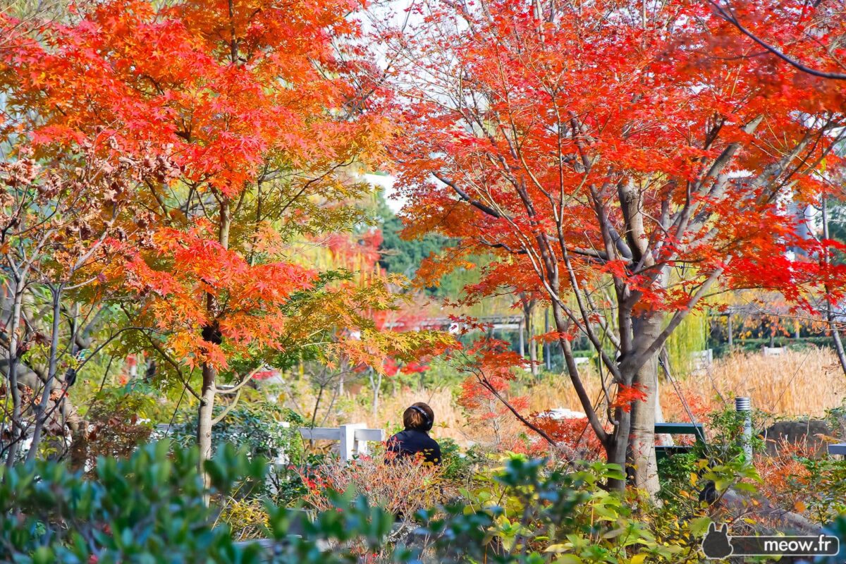 Autumn Leaves - Morning Dreamy Wander