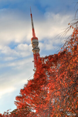 autumn, daimon, japan, japanese, kanto, minato, minato-ku, natural, nature, tokyo