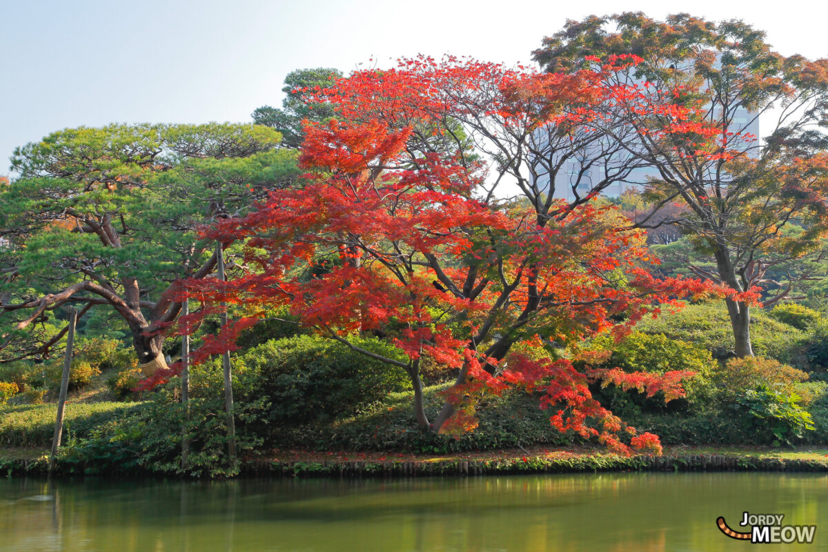 Autumn Leaves - Rikugien Red