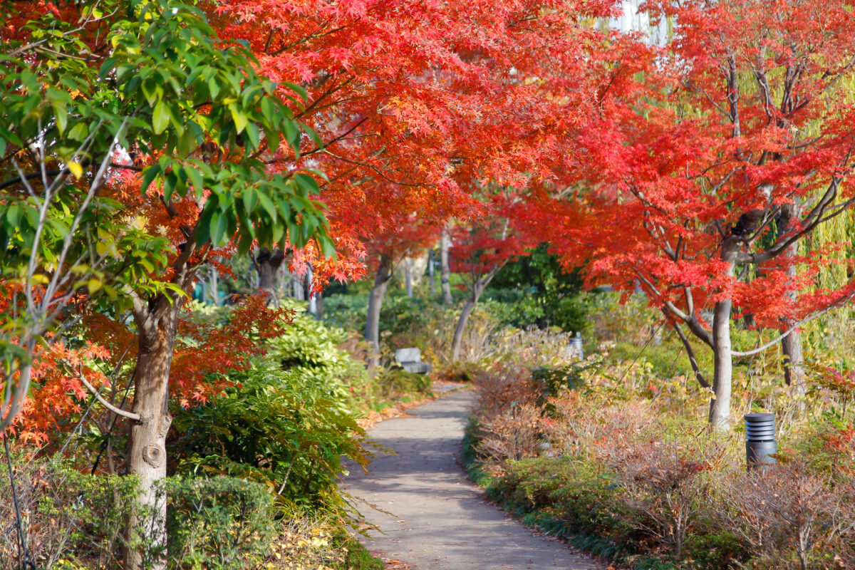 Autumn Leaves - Midtumn Walk