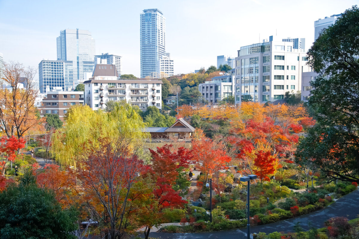 Autumn Leaves - Midtown Park