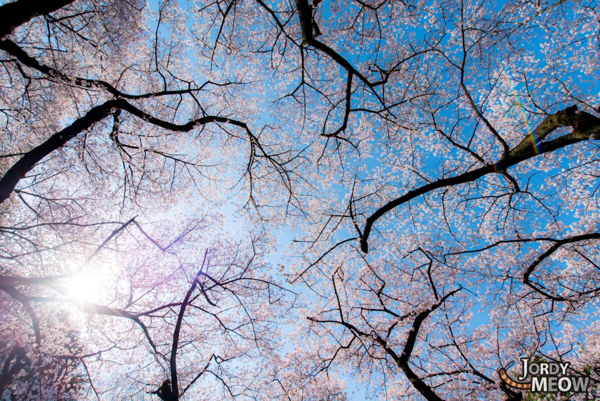 Roof of Sakura at Shinjuku