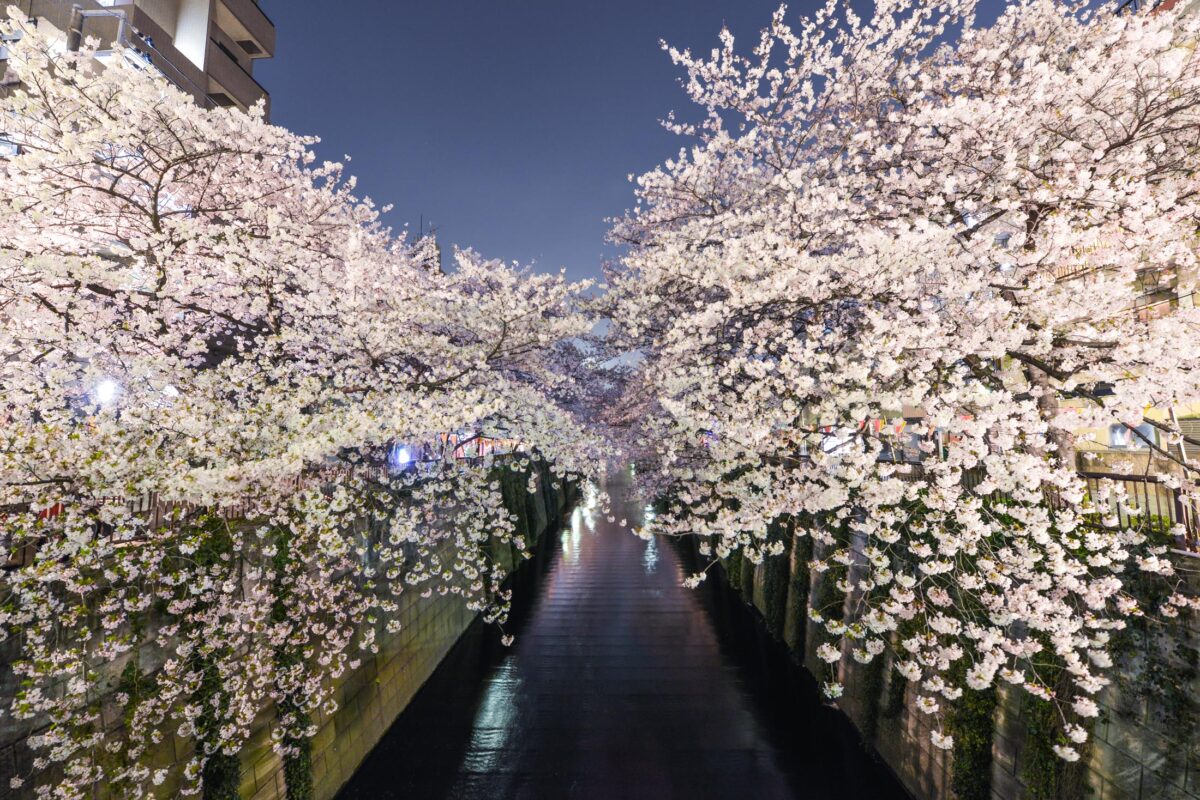 The Sakura River of Naka Meguro