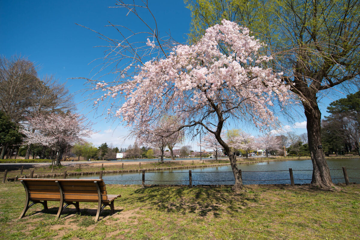 Lonely Sakura in Saitama