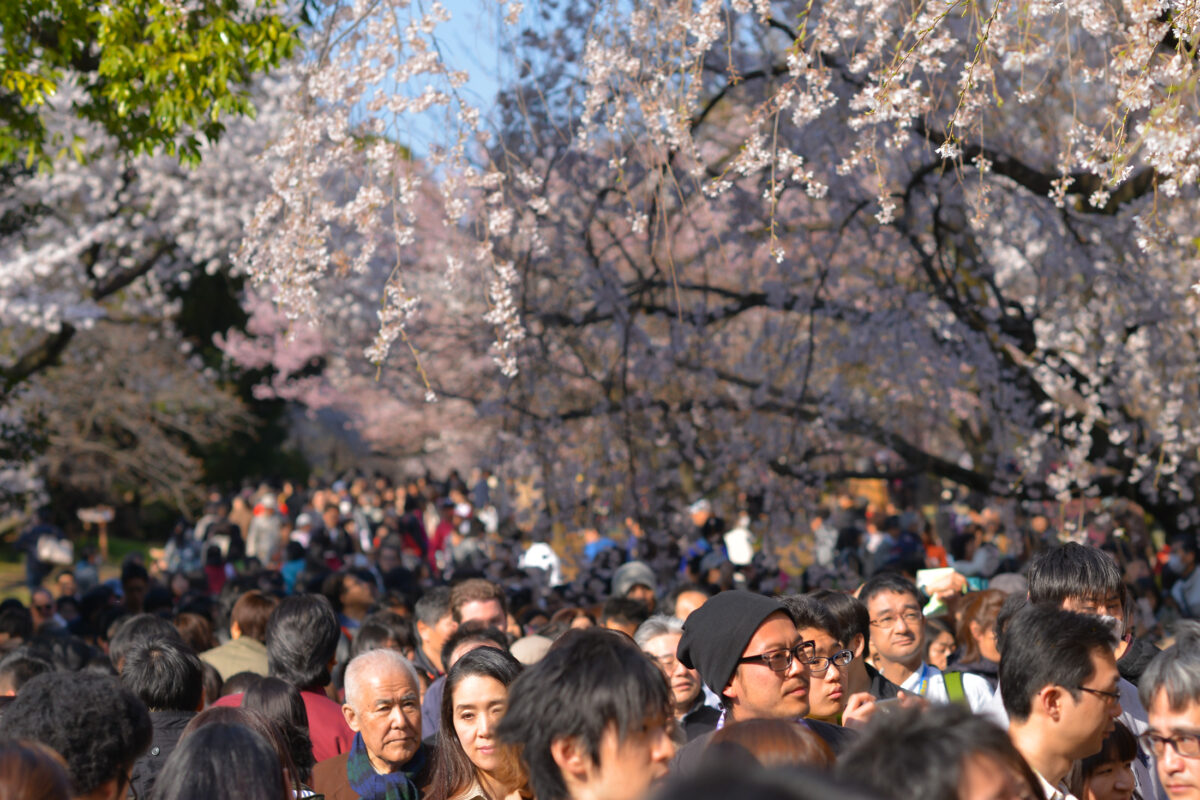 Hallway of Sakuras at the Shinjuku Gyoen