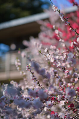 Sakuras Flying Up at the Shinjuku Gyoen