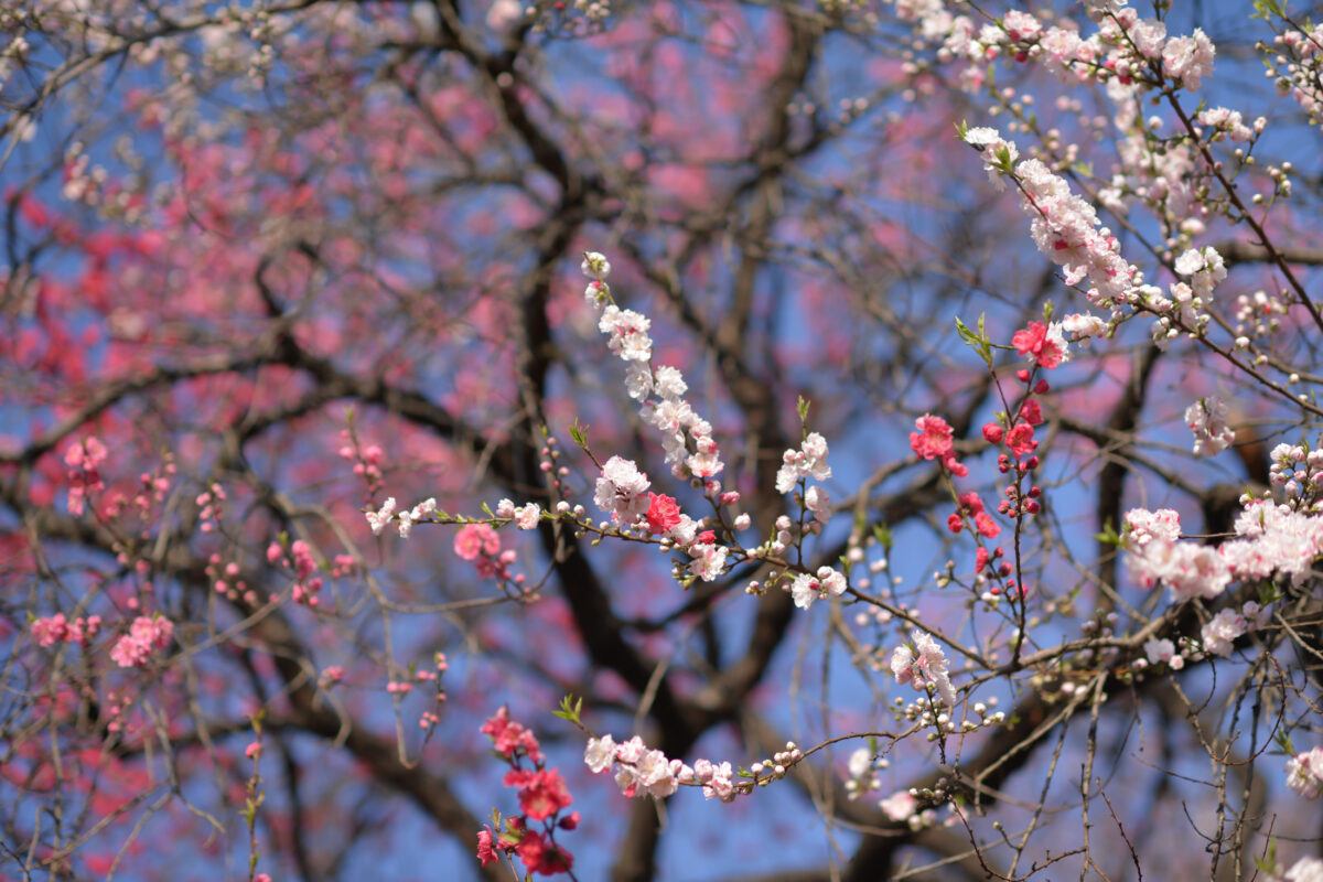 Little Sakuras at the Shinjuku Gyoen