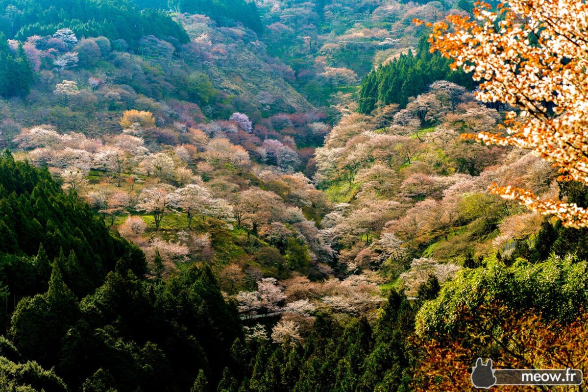 A Sakura Patch at Yoshino Yama