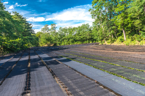 Daio Wasabi Farm in Nagano, Japan: Orderly rows of vibrant green plants.