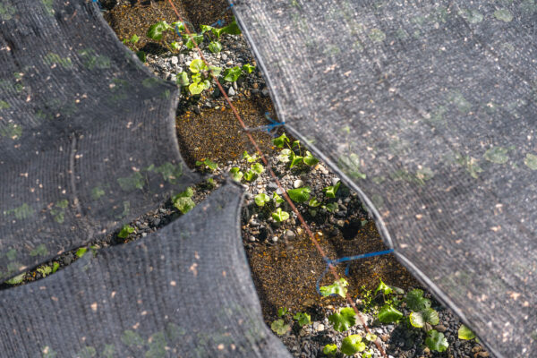 Serene green wasabi plants thriving at Daio Wasabi Farm in Japan.