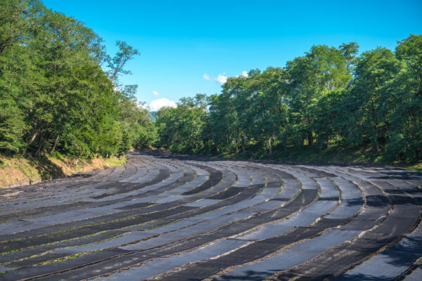 Serene Wasabi Farm in Nagano Forest: Terraced beds of vibrant wasabi plants under blue sky.