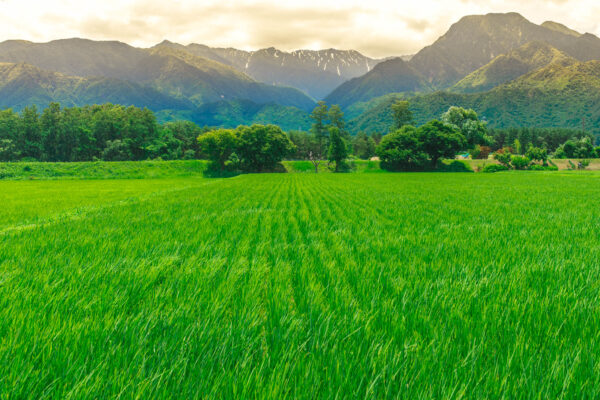 Serene landscape of green rice fields and snow-capped mountains in Azumino, Japan.