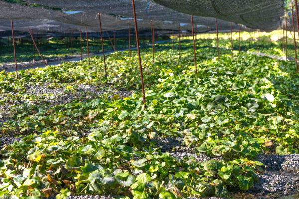 Tranquil Daio Wasabi Farm in Japans Nagano Valley - lush green plants thriving under canopy.