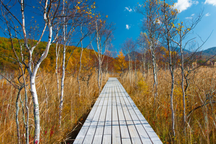 Tranquil autumn scene with boardwalk, birch trees, colorful foliage, and rolling hills.