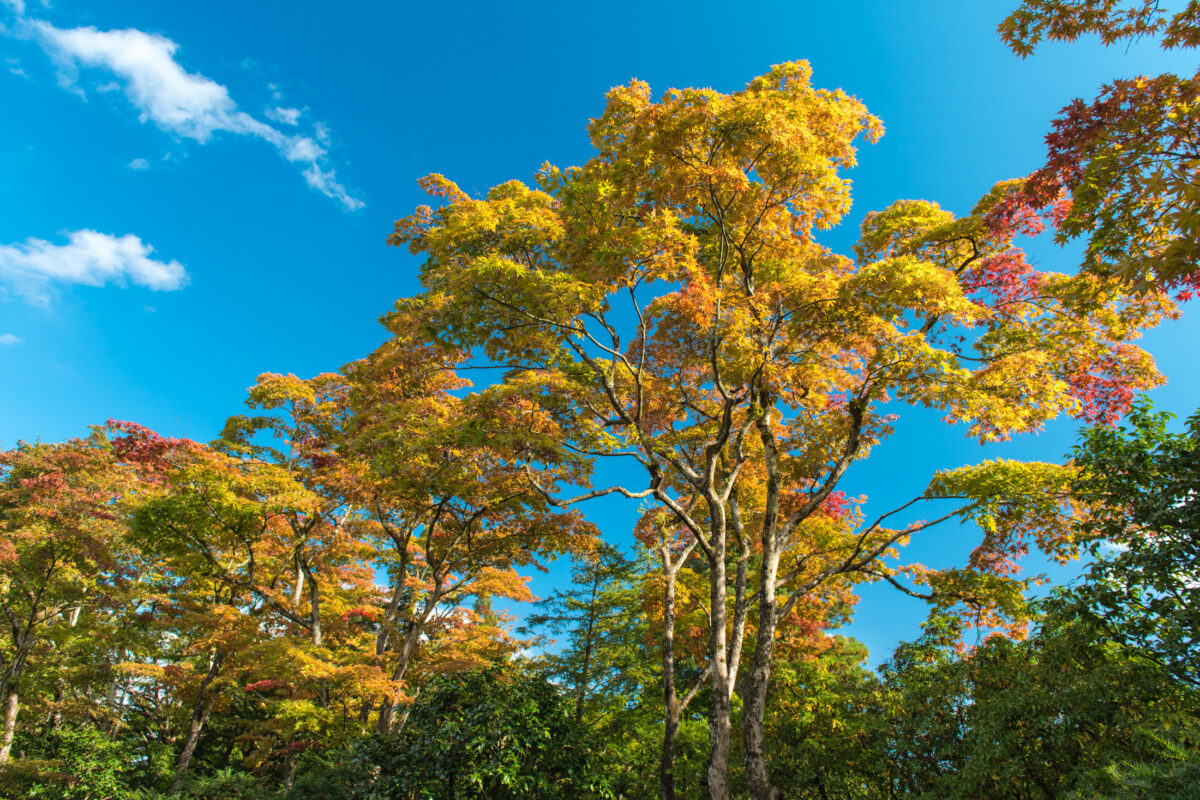 Shoyo-en Autumn Trees