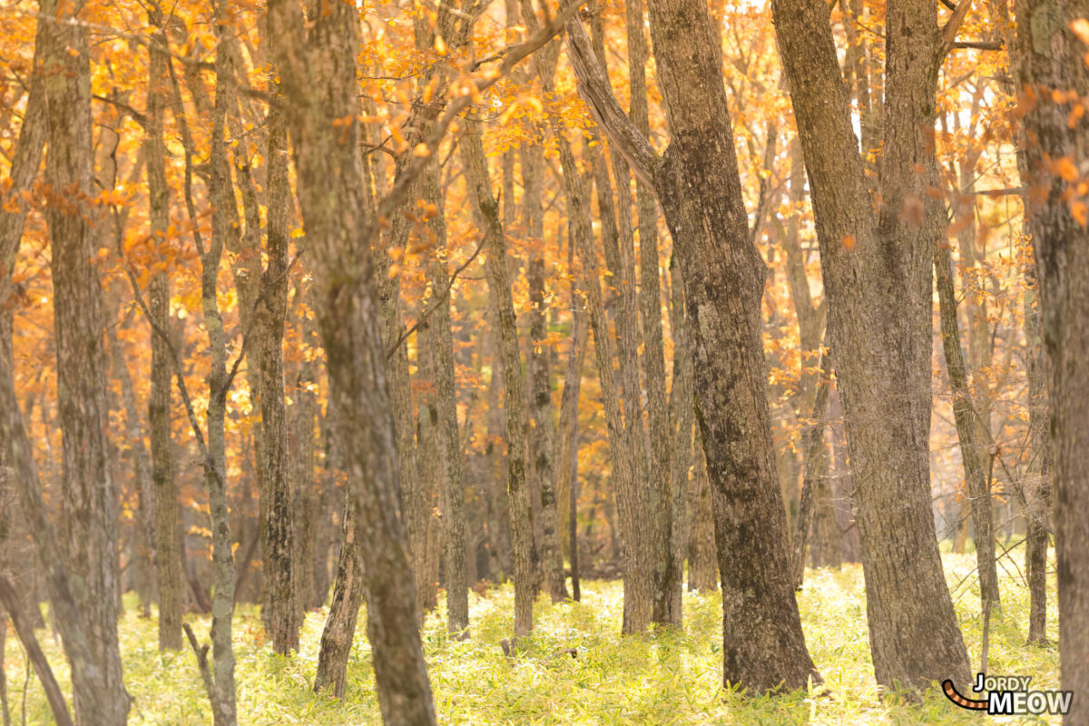 Senjogahara Yellow Forest