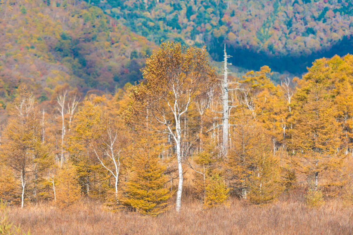 Senjogahara Yellow Trees