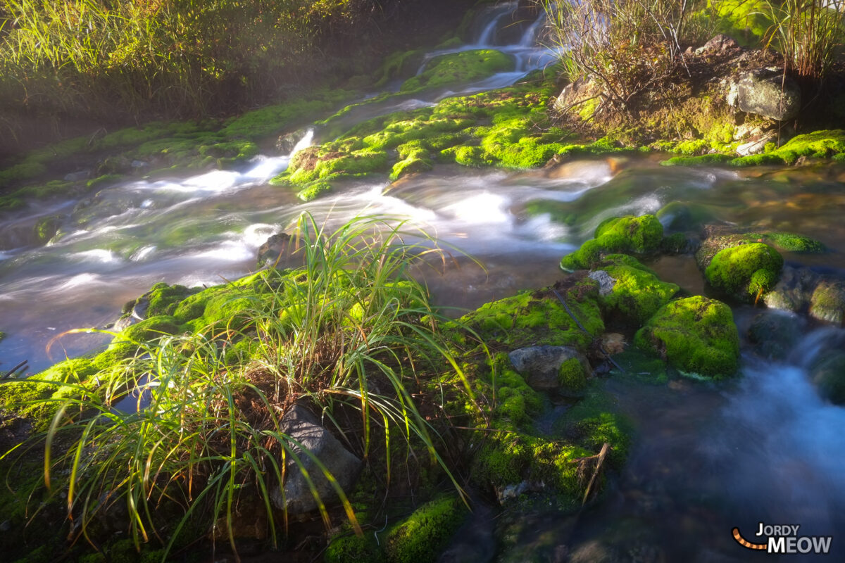 Beautiful Mossy River