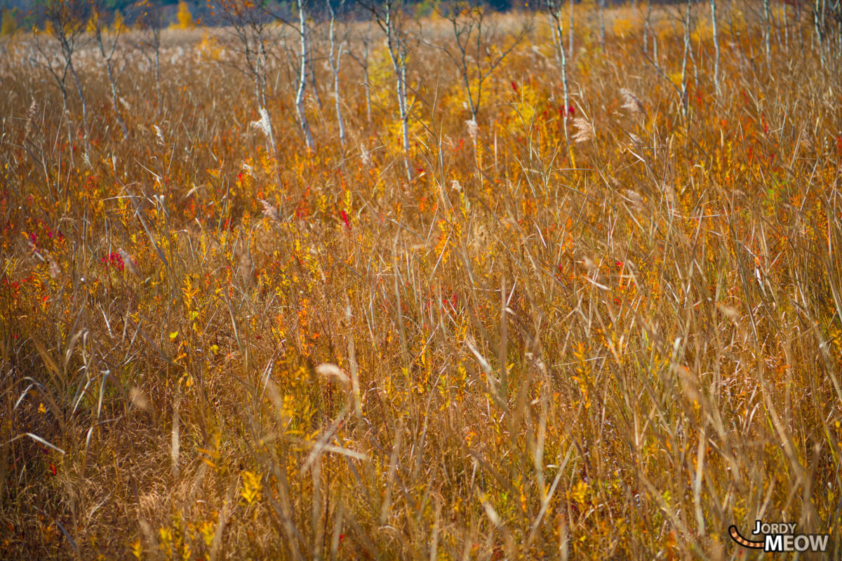 Reed in Senjogahara