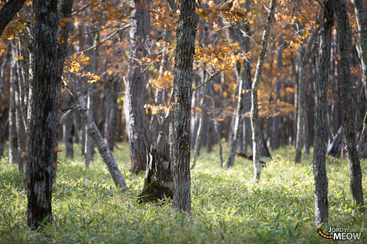 Senjogahara Woods