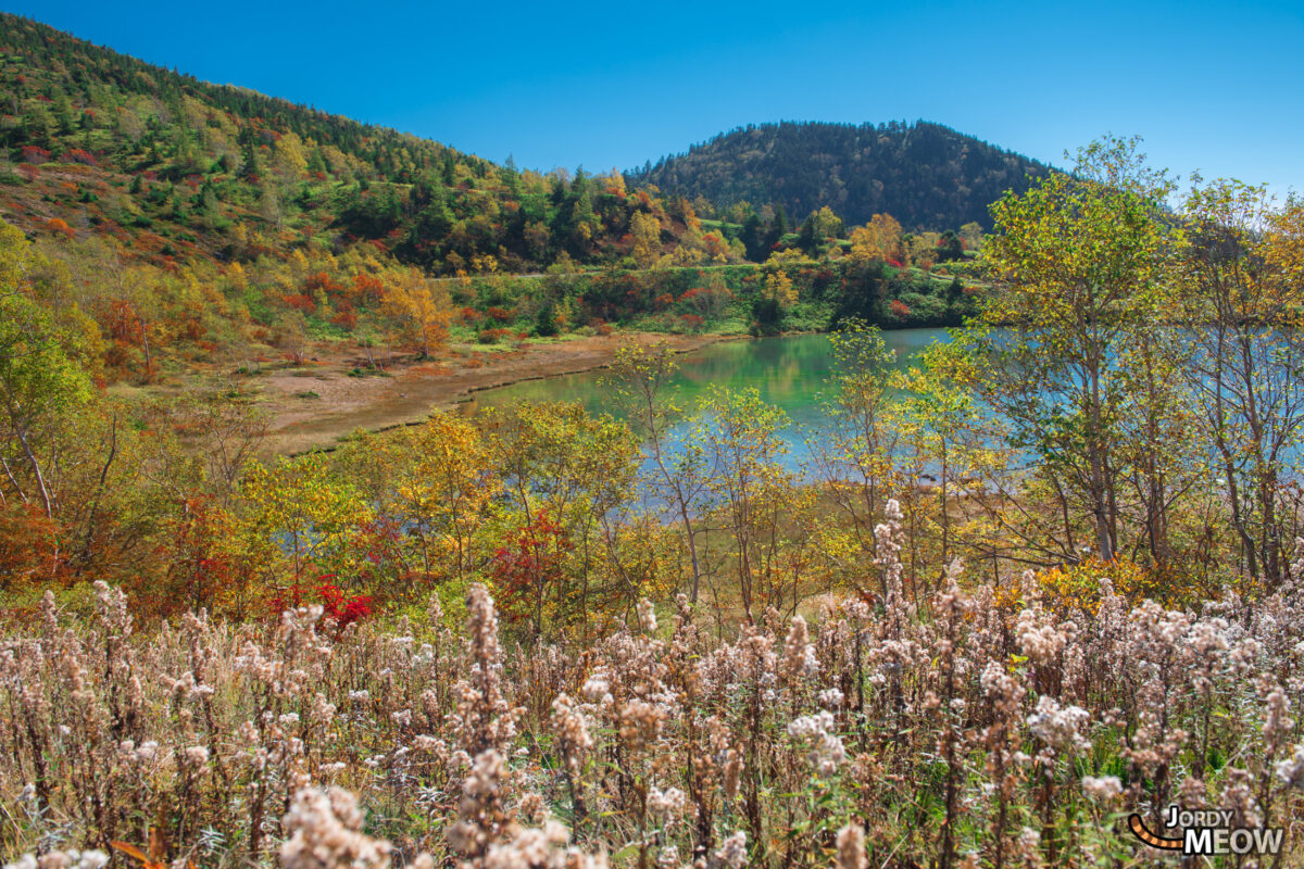 Yumiike Pond and Flowers