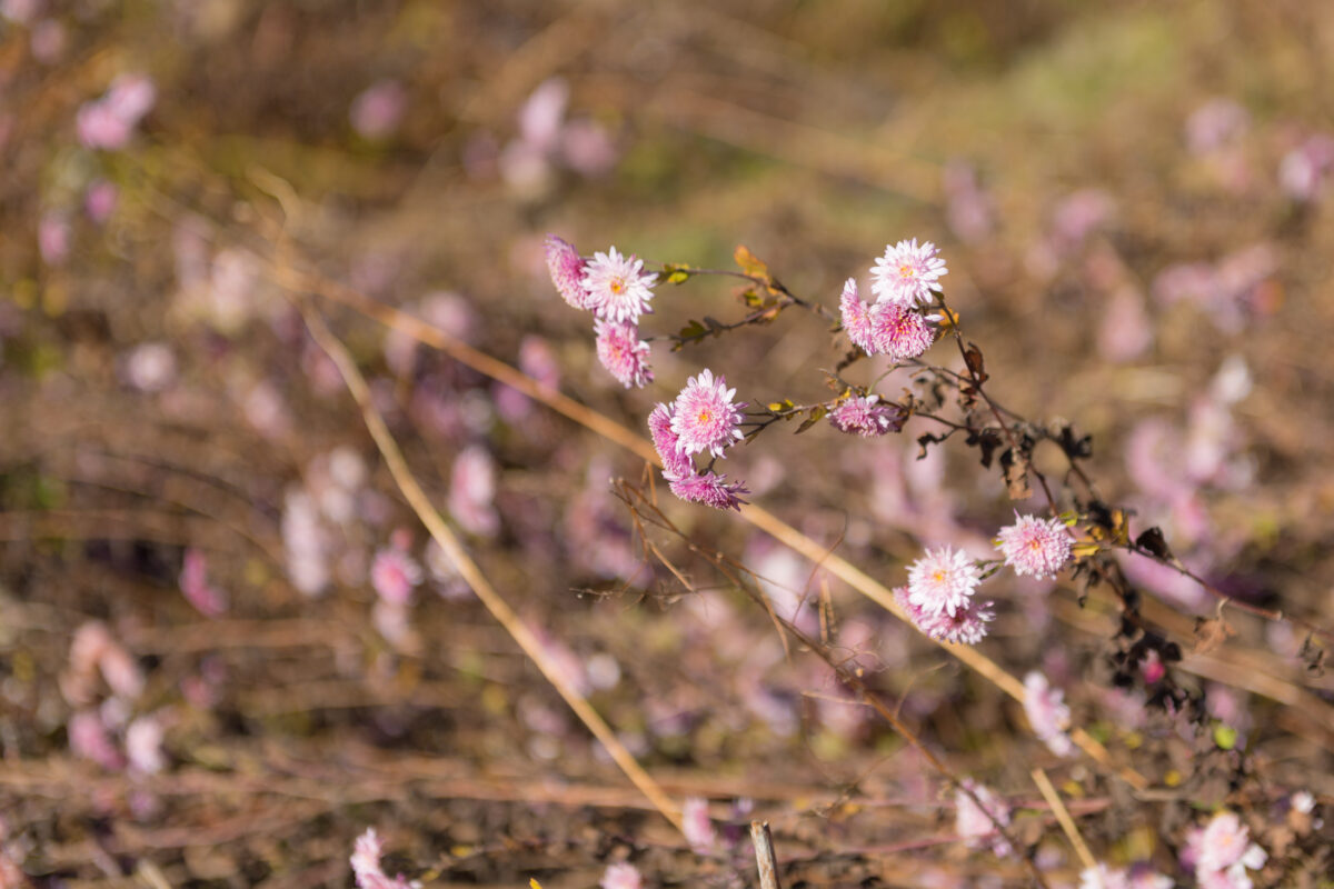 Yashimagahara Flowers