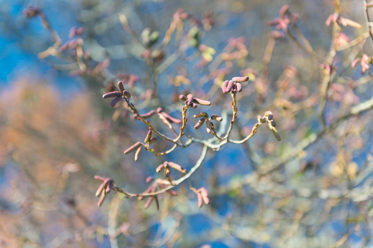 Flowers at Kisaki Lake