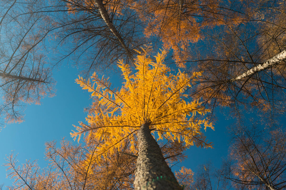 Aoki Lake Tree.