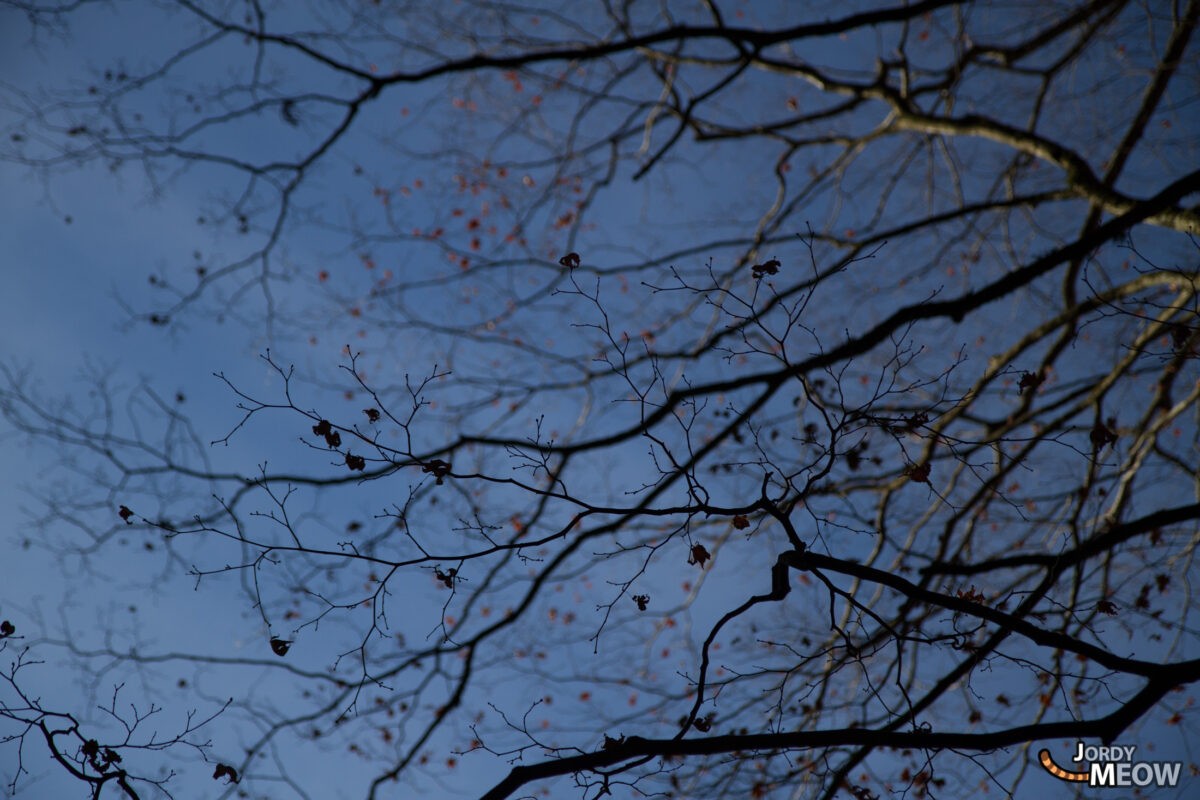 Dead Trees at Haruna Shrine