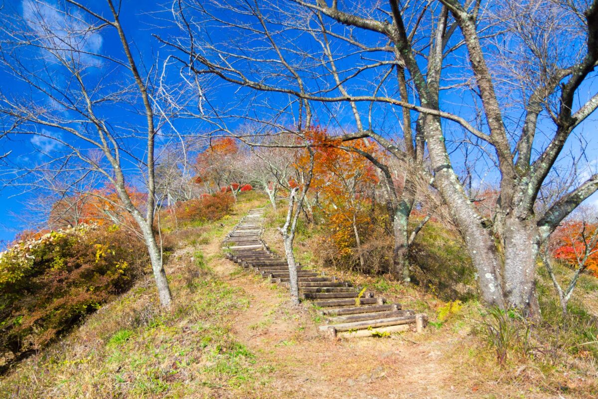 Sakurayama Path