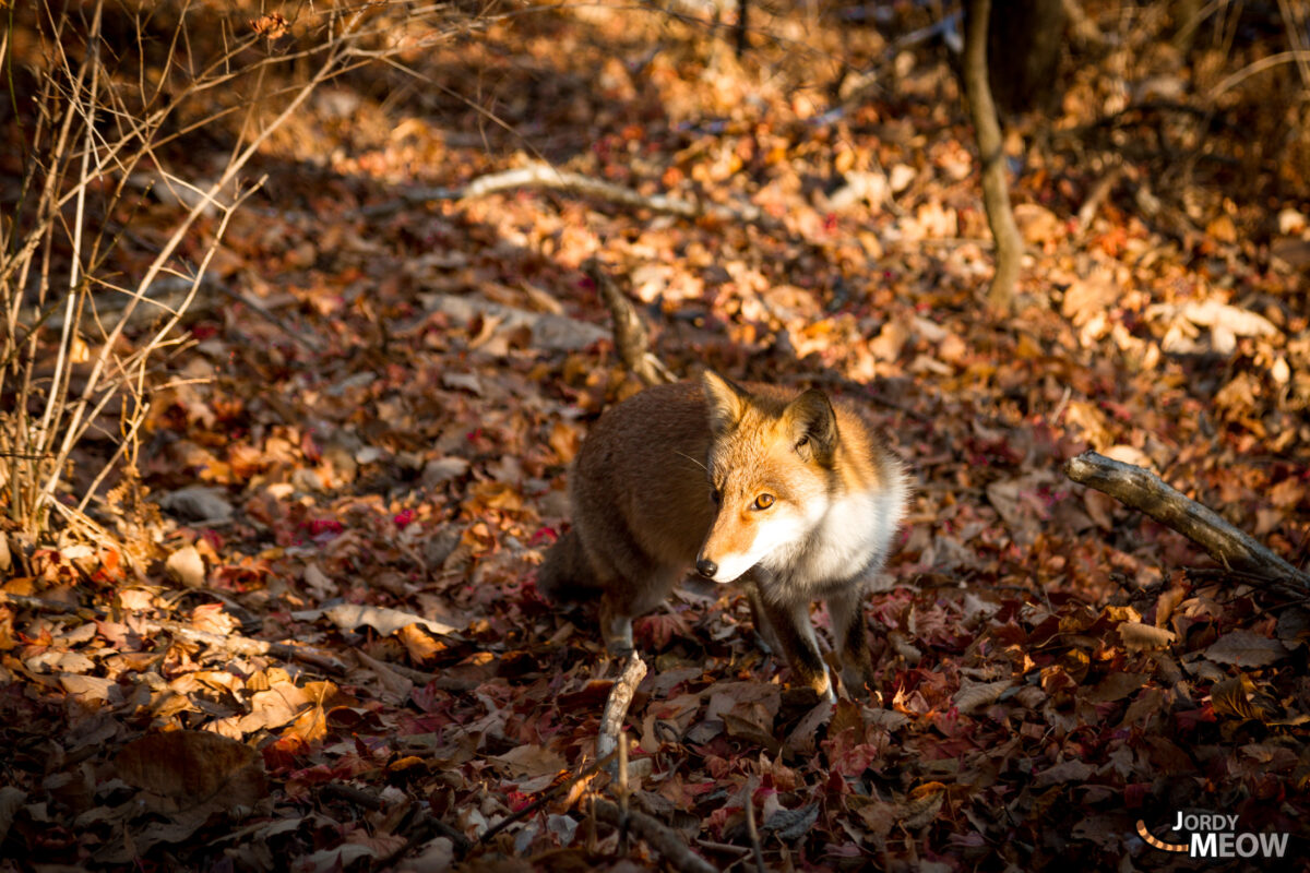 Japanese Fox