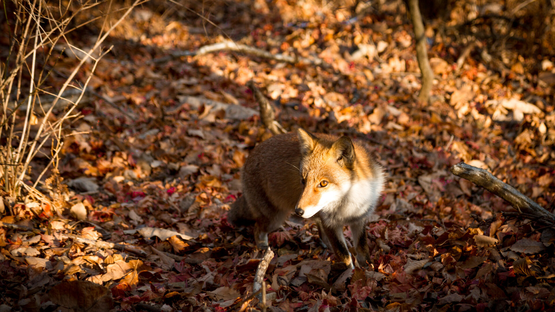 Red fox walking through autumn leaves in Gunma, Japan forest under dappled sunlight