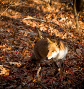 Vibrant fox in autumn forest of Gunma, Japan, standing among fallen leaves in sunlight.