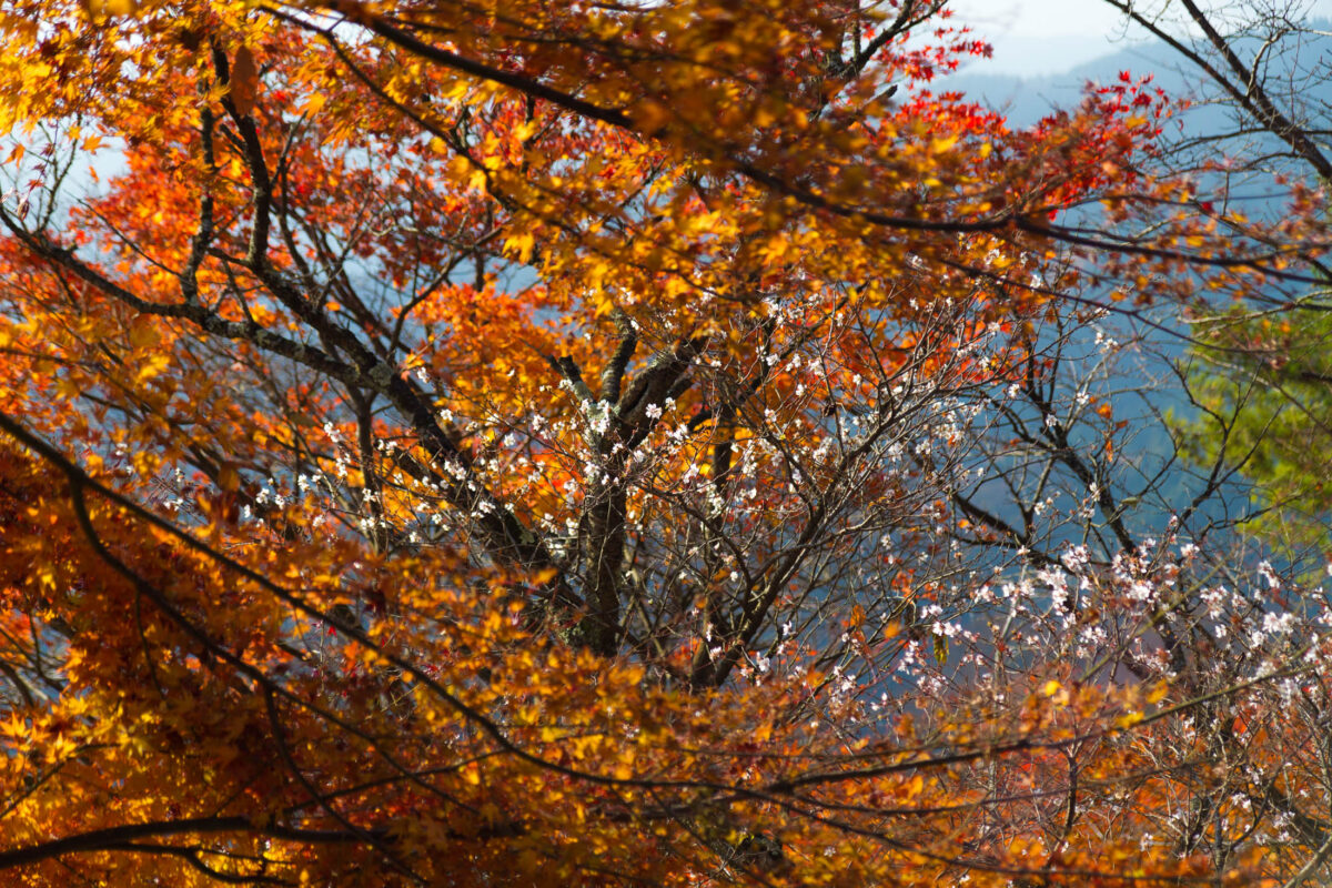 Sakura Surrounded by Autumn Leaves