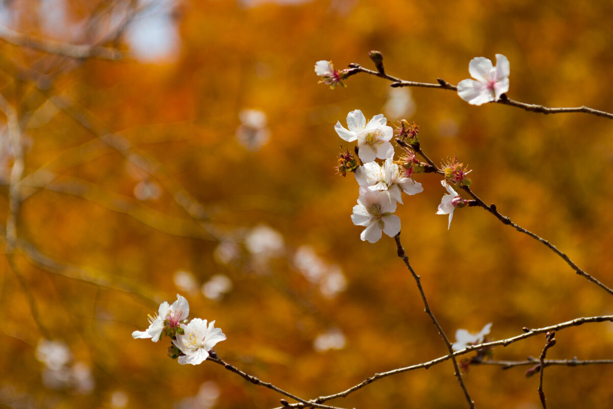 Camellia in Autumn