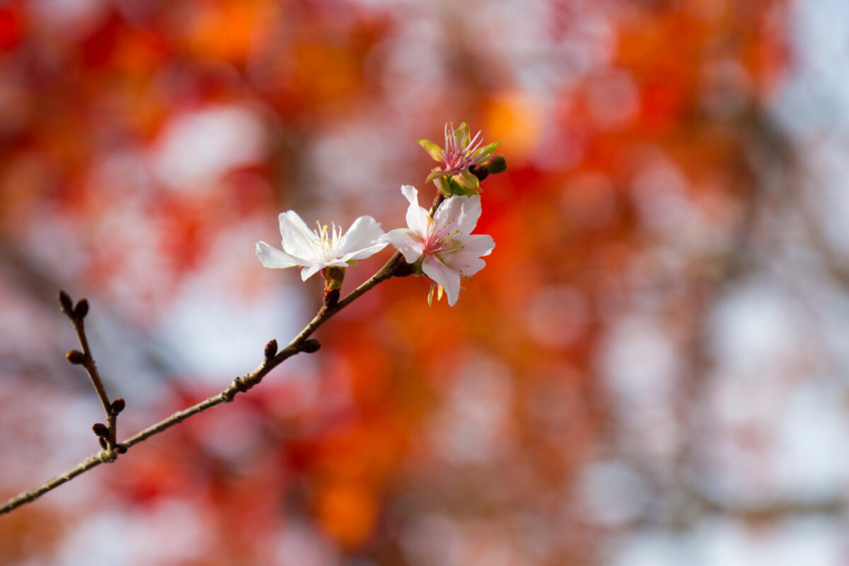 Subtle Winter Sakura